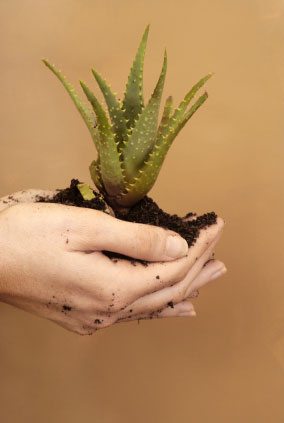 someone holding an aloe vera plant in their hands