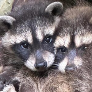 Image of racoons bunched up together